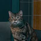 Sydney به عنوان Stanley the Cat