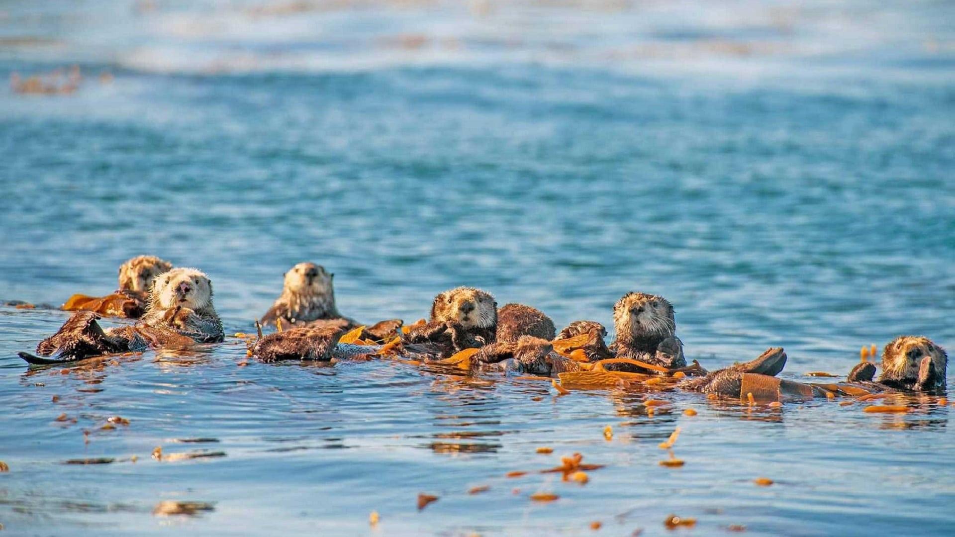 مستند  Oceans: Our Blue Planet 2018 با زیرنویس چسبیده
